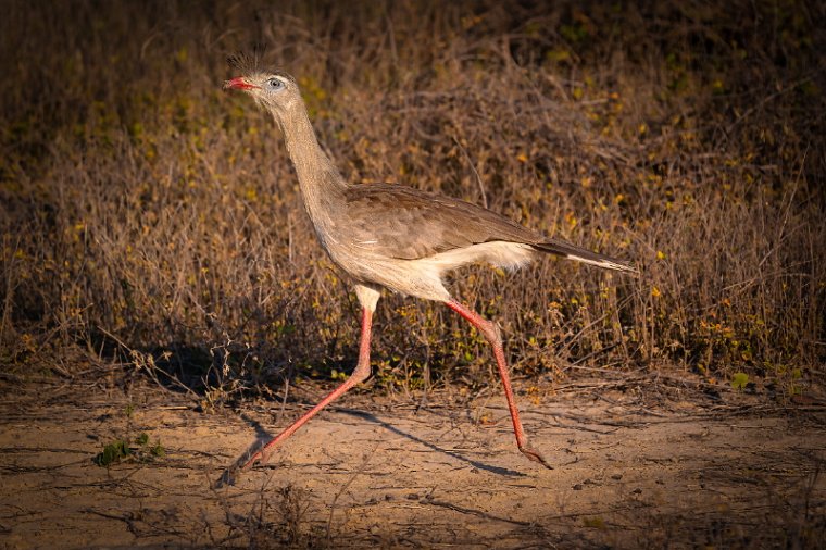 054 Noord Pantanal, kuifseriema.jpg